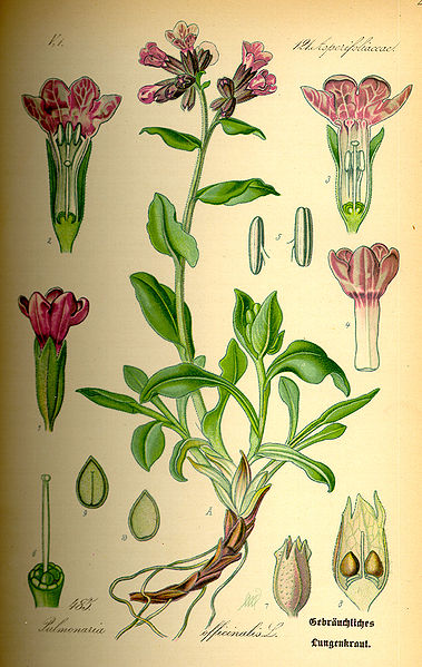 Plant-Illustration-of-Lungwort-plant