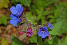 Flower-and-flowering-buds-of-Lungwort