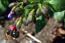 Flowering-buds-of-Lungwort