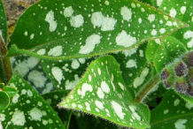 Leaves-of-Lungwort