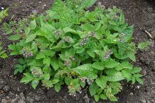Lungwort--Plant
