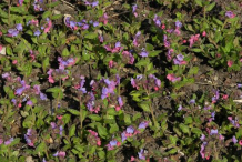 Lungwort--Plants-growing-wild
