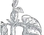 Sketch-of-Lungwort--plant