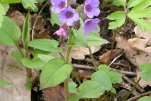 Small-Lungwort--Plant