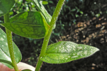 Stem-of-Lungwort