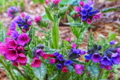 Different-colored-flowers-on-the-plant