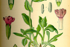 Plant-Illustration-of-Lungwort-plant