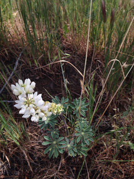 Flowering-Lupin-plant