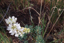 Flowering-Lupin-plant
