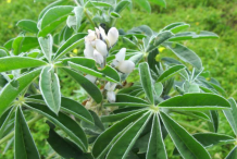 Leaves-of-Lupin-Plant