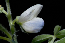 Lupin-Flower