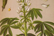 Lupin-Plant-Illustration