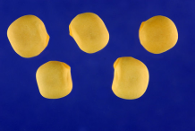 Lupin-seeds