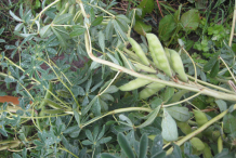 Pods-of-Lupini-beans