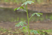 Small-Lupin-beans-plant