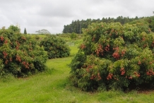 Lychee-farm