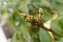Lychee-flower-buds