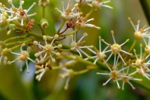 Lychee-flower