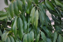 Lychee-leaves