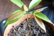 Lychee-seedlings