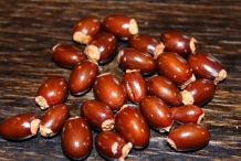 Lychee-seeds