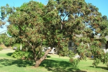Lychee-tree