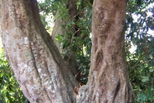 Lychee-trunk