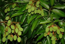 Lychee-unripe