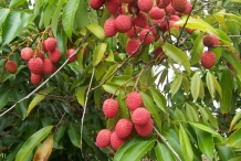 Lychee