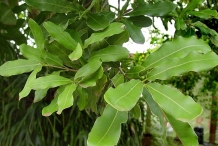 Leaves-of-Macadamia-nuts