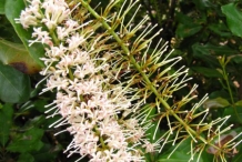 Macadamia-nut-close-up-flowers