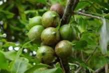 Macadamia-nut-green