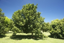 Macadamia-nut-tree