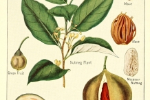 Plant-illustration-of-Mace