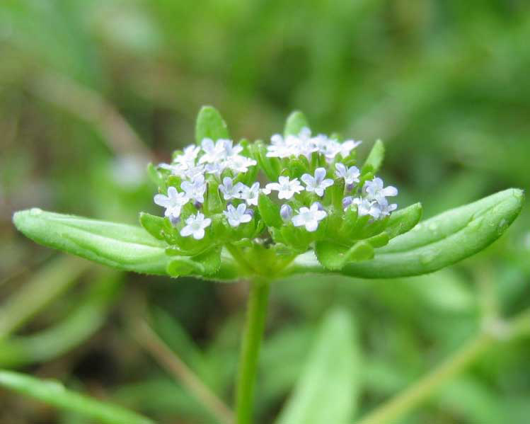 Mache-close-up-flower