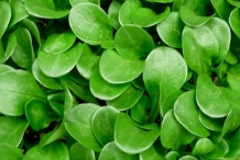 Leaves-of-Mache-plant