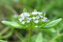 Mache-close-up-flower