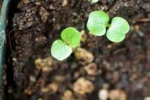 Mache-seedlings