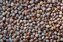 Mache-seeds
