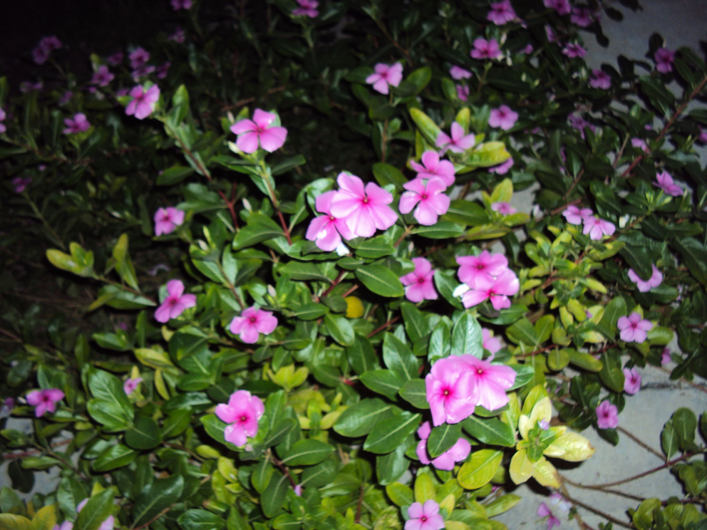 Madagascar periwinkle facts and health benefits
