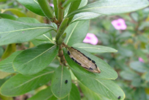 Closer-look-of-mature-fruit-releasing-their-seeds
