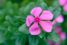 Closer-view-of-Madagascar-periwinkle