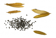 Dried-fruit-and-Seeds-of-Madagascar-periwinkle