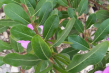 Madagascar-periwinkle-Leaves