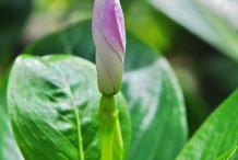 Madagascar-periwinkle-bud