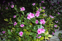 Madagascar-periwinkle-bushes