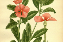 Madagascar-periwinkle-plant-Illustration