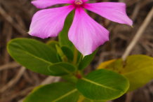 Madagascar-periwinkle