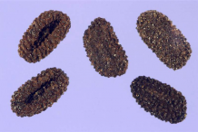 Seeds-of-Madagascar-periwinkle