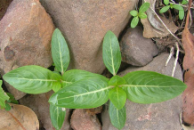 Small-Madagascar-periwinkle-plant